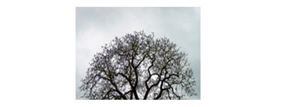 Hersenstichting-br